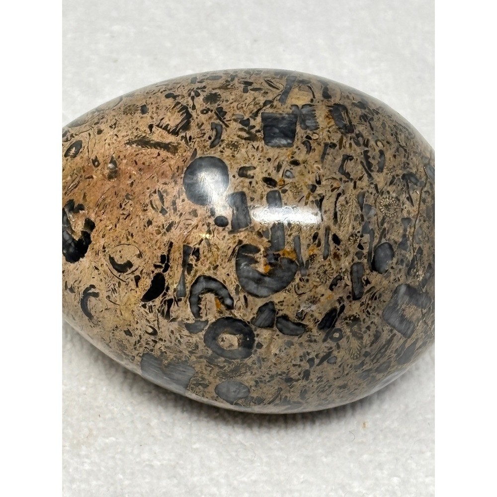Fossilized Egg Stone Limestone Orthoceras Ammonite Sphere Display Paperweight