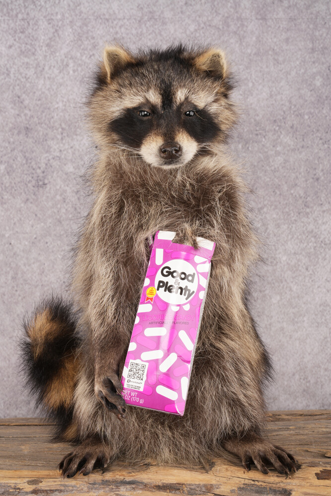 Candy Raccoon SKU 3100