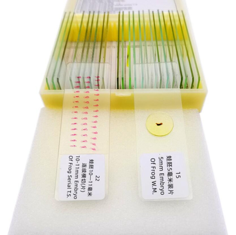 Frog Growth Developmental Embryo Cell Glass Slice Microscopy Specimen Slides
