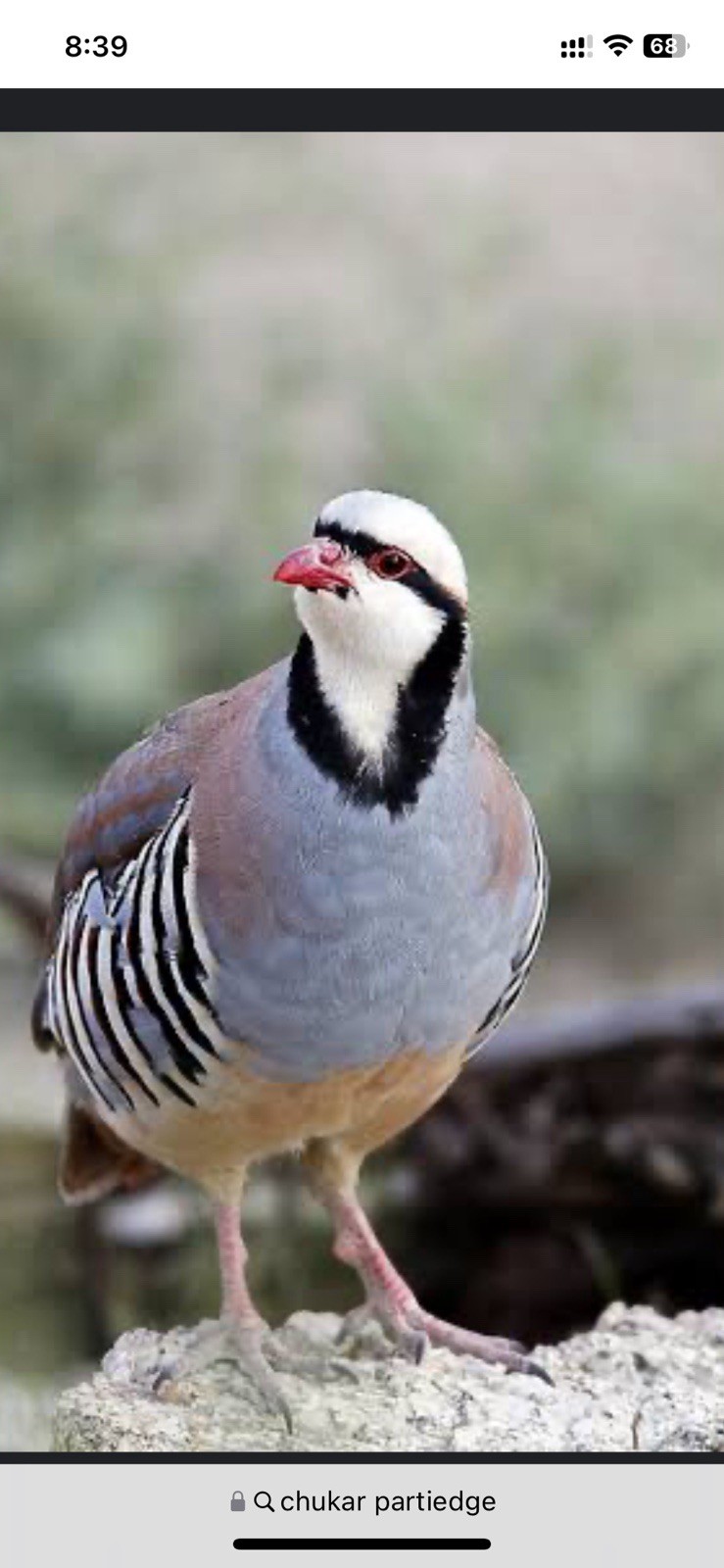 6 Chukar Partridge Hatching Eggs