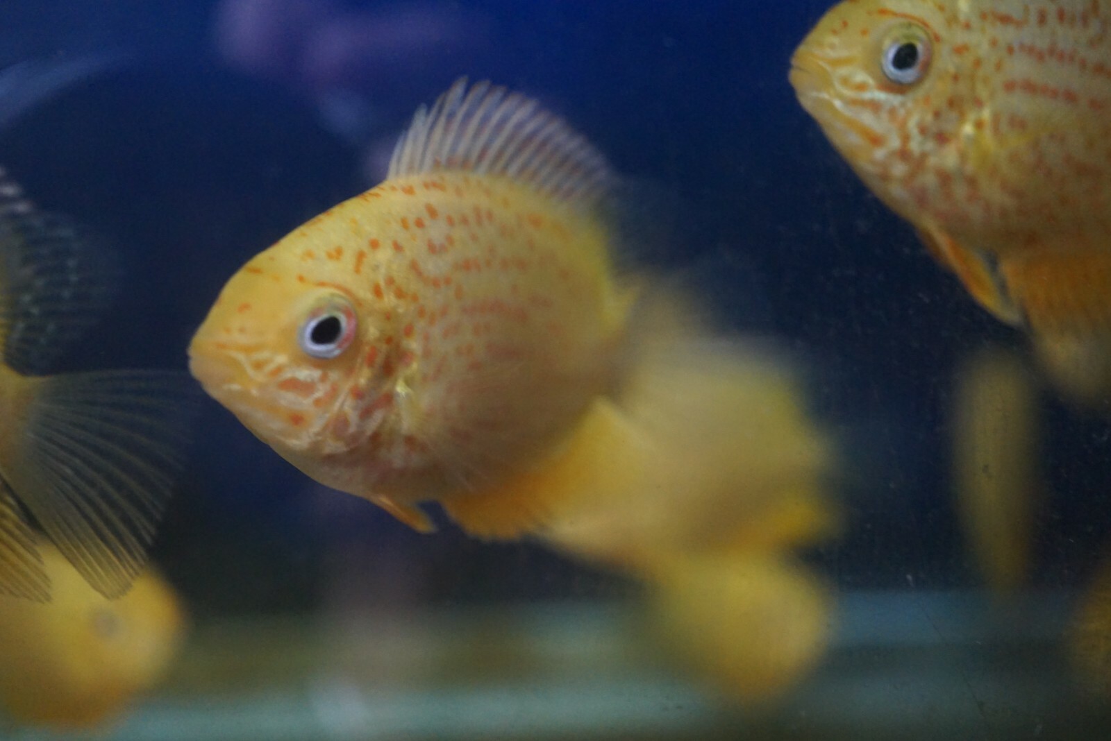 Red Spotted Severum *SALE*