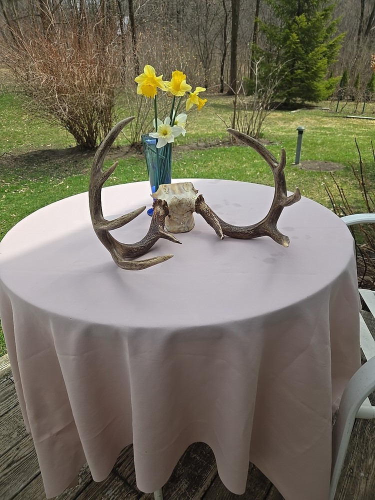 Deer Antlers