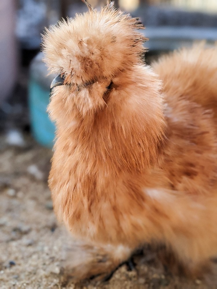 6 Buff Silkie Hatching Eggs - All Feather Types & Naked Neck Possible