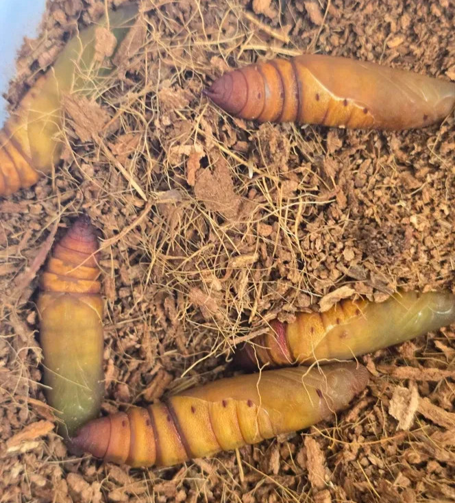 2X White lined sphinx moth PUPAE COCOON , live feeder insect, moths