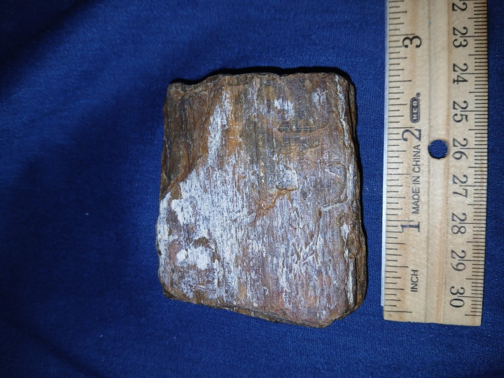 5.6 oz Agatized Petrified Wood