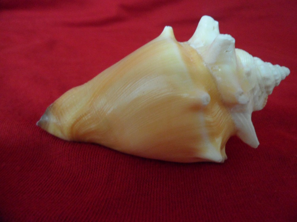 CONCH SHELL COBO Sea Shell Decor Beach RELIGION YORUBA IFA