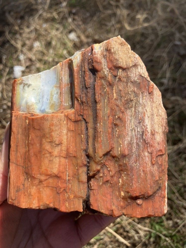 Arizona Petrified Wood