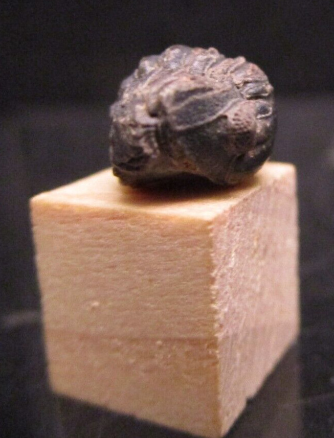 Nearly Perfect Tiny Baby Phacops Pac Man Enrolled Devonian Morocco 2