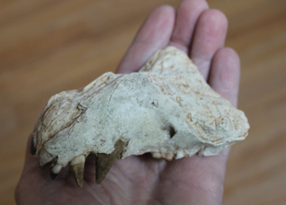 Replica Fossil Perchoerus partial Skull Eocene Oligocene Peccary maxilla teeth
