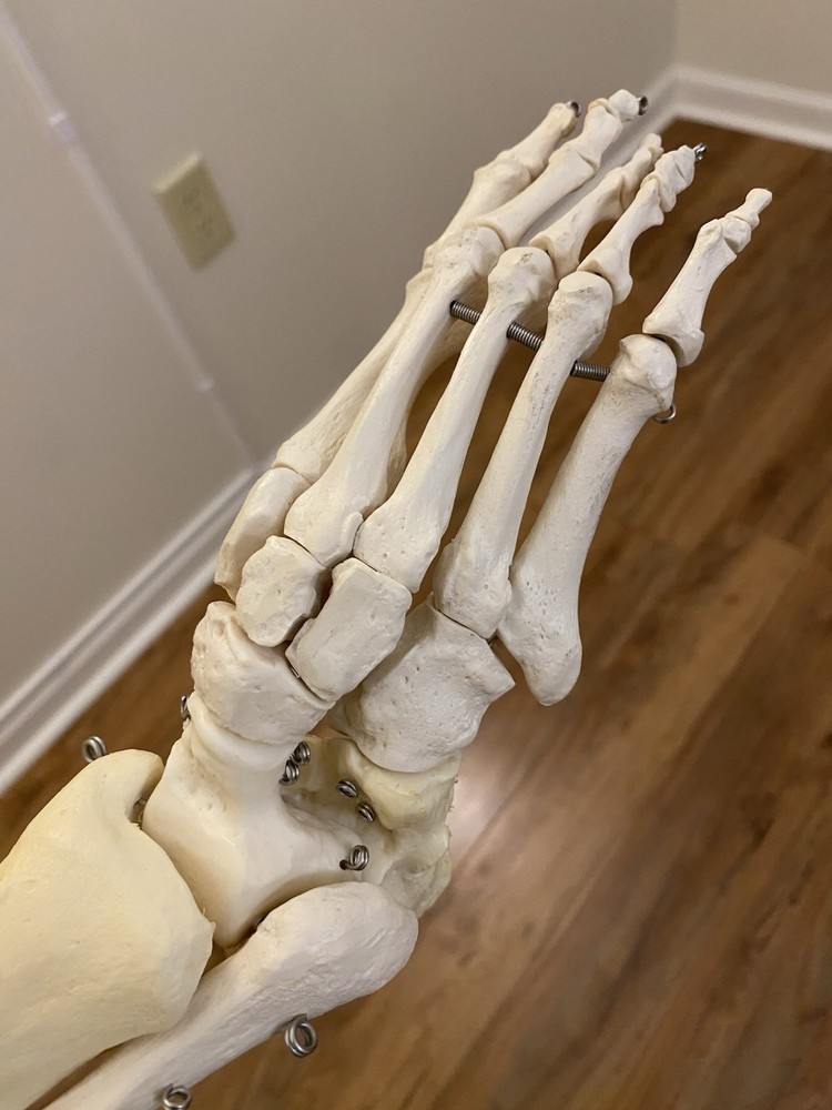 Fred The Flexible Skeleton Anatomical Model