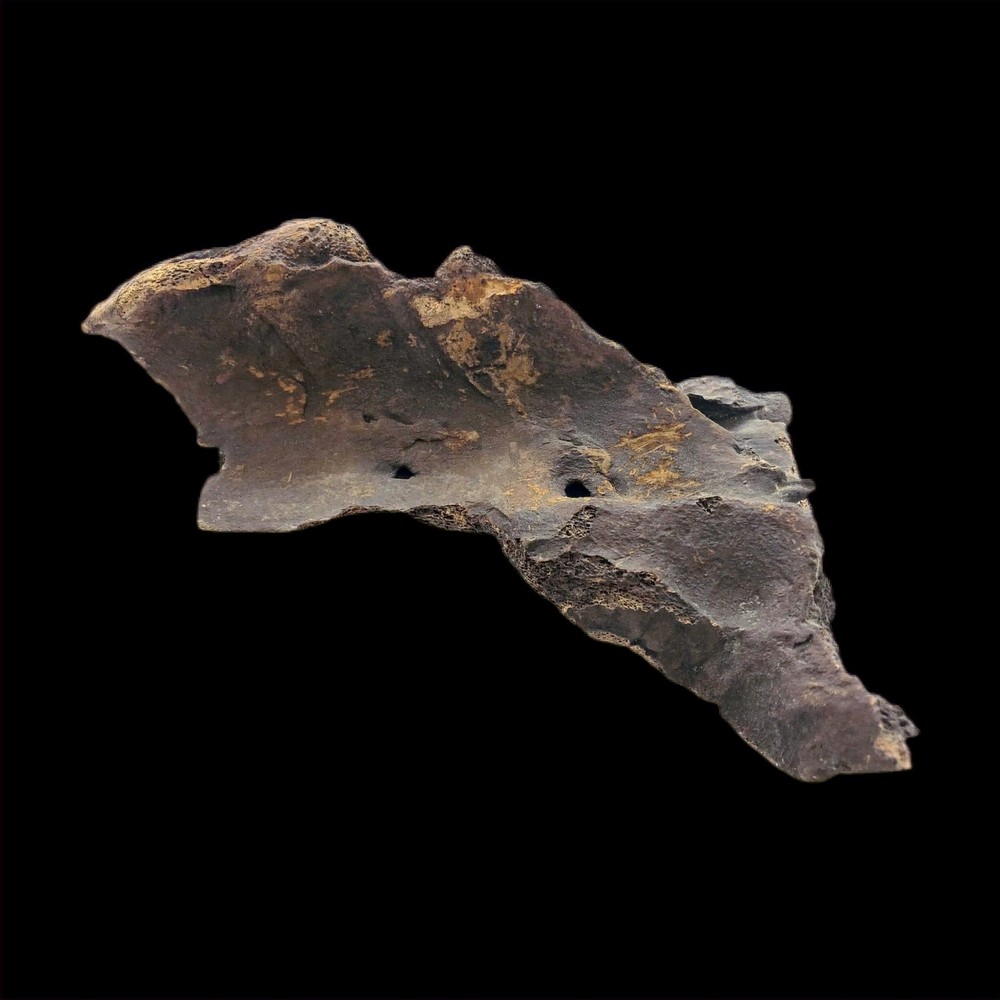 Extinct Ice Age Tapir Sacrum