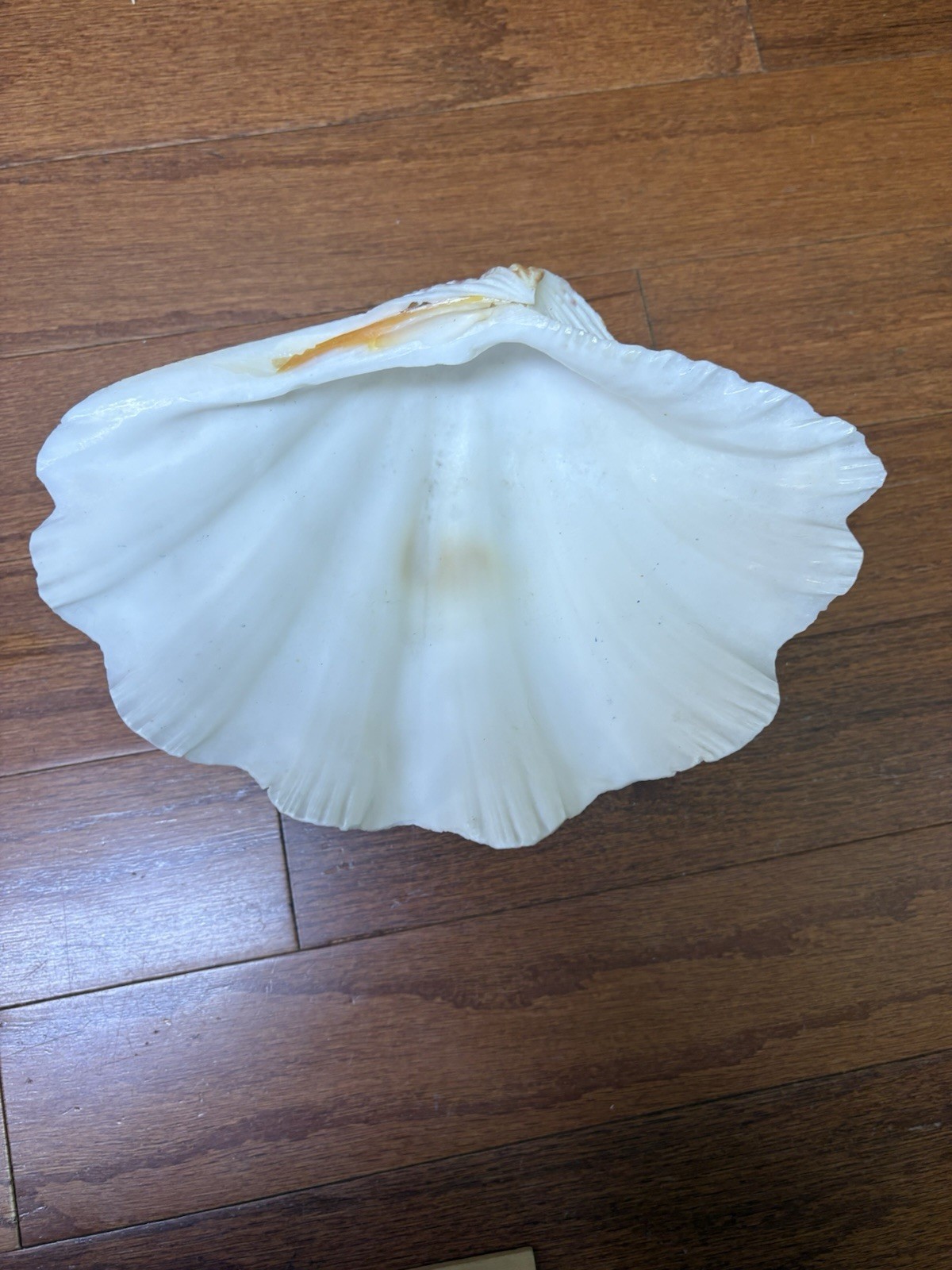 Tridacna Clam Shell Dish Trinket Soap Dish Centerpiece Display 9” Wide