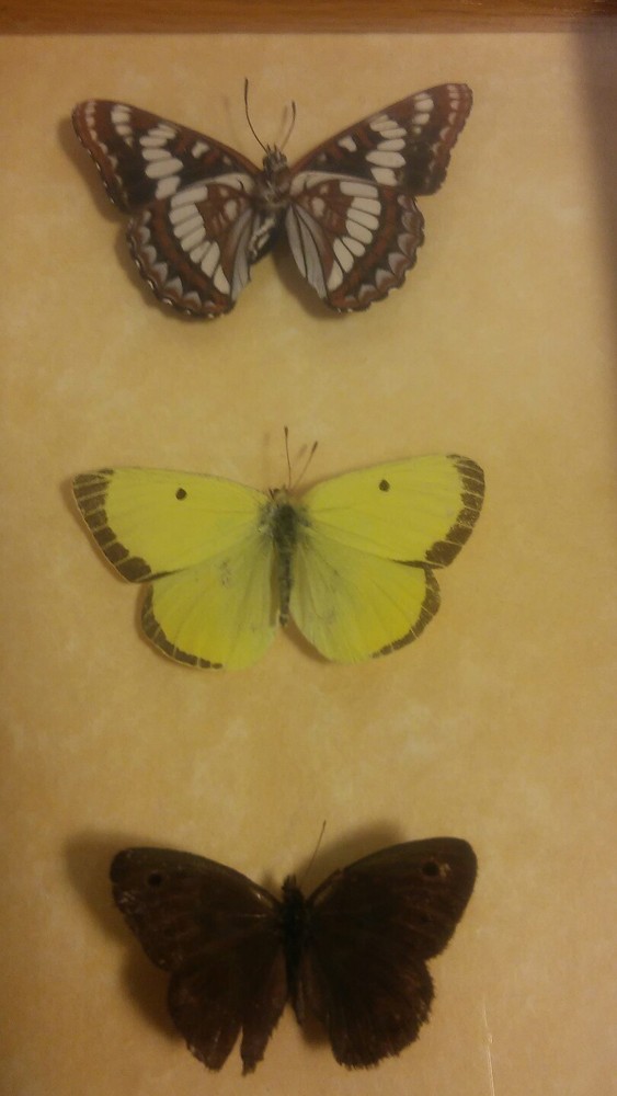 Butterfly Mounts - in 6 x 8" Shadowbox frame