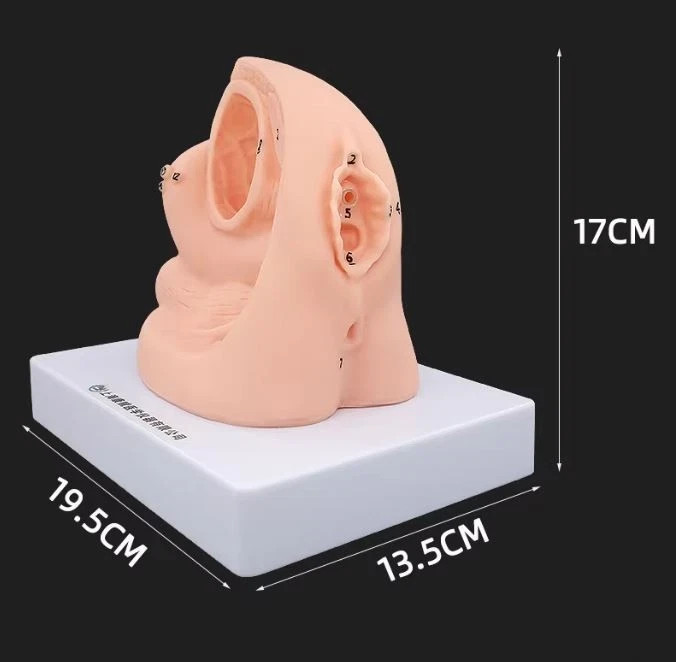 1PC Female Urethral Catheterization Training Simulator Model, Simplified Urinary