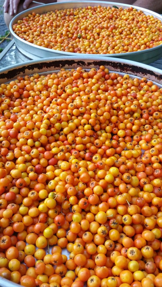 ROWAN BERRIES WHOLE ORGANIC .25 oz