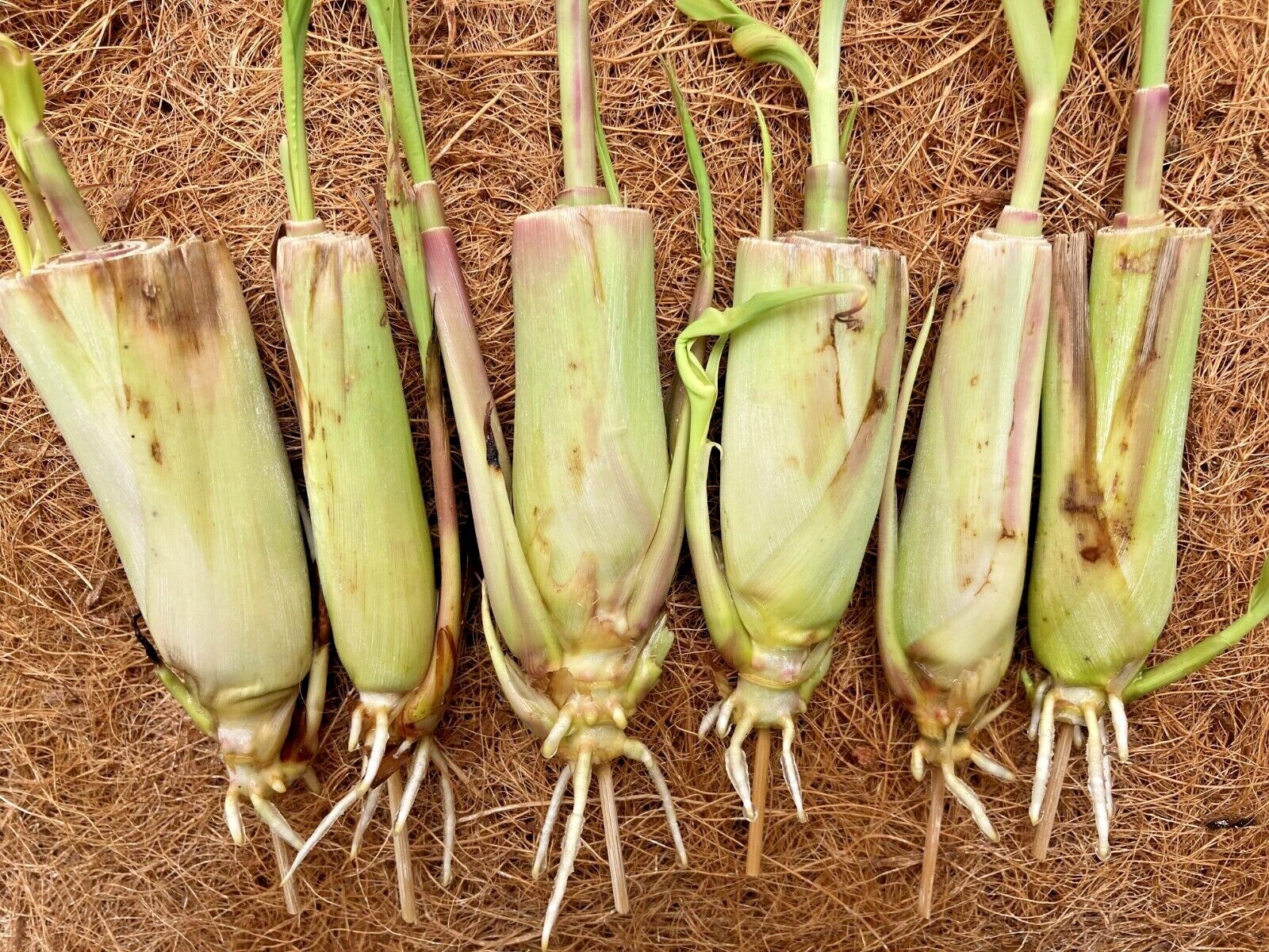 5-25 Rooted Lemongrass Stalks Ready to Plant | Fast Growing Lemon Grass Plants