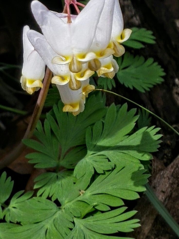 Dutchman Breeches (Dicentra Cucularia) Bulbs/Bareroot