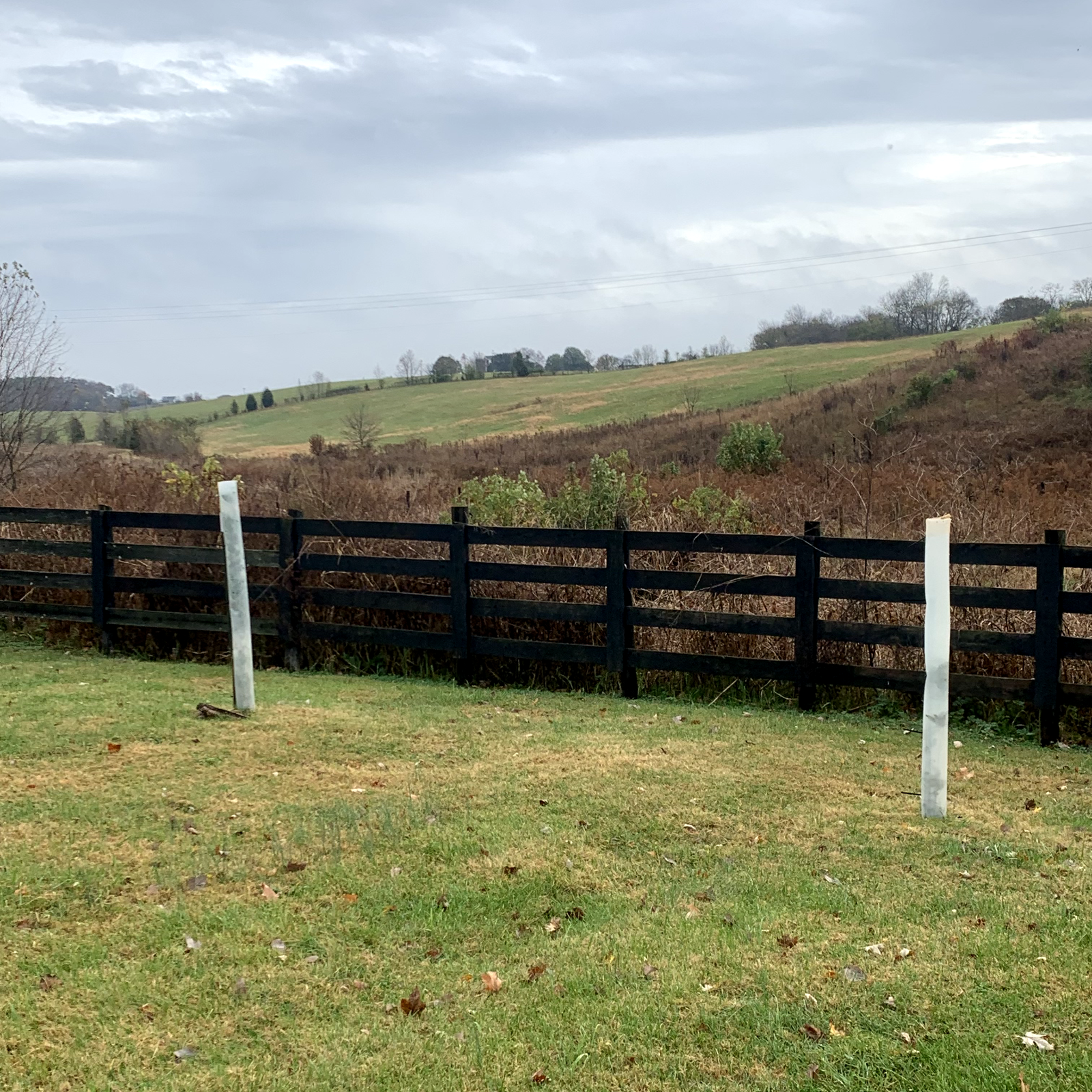 5 USA Made 12"-72" TREE PRO GROWTH SHELTER WILDLIFE GUARD TUBE PROTECTORS-Split