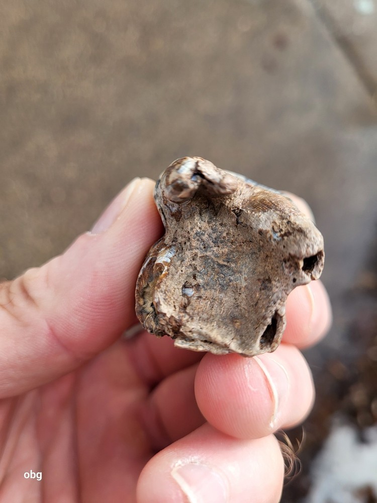 Historic bison tooth with blue vivianite permineralization