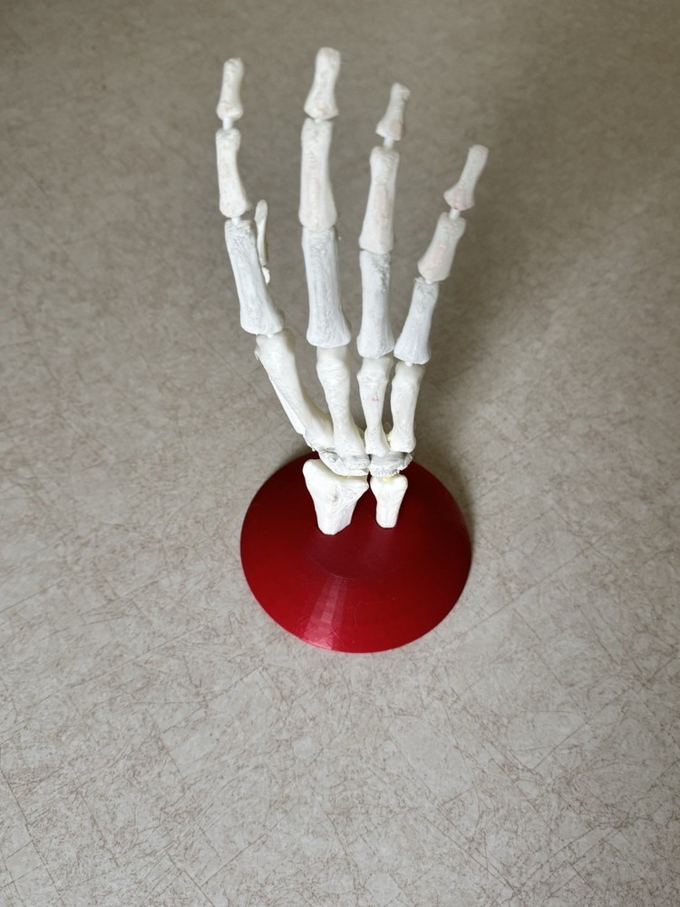 3D Printed Skeleton Hand - Anatomically Correct Model