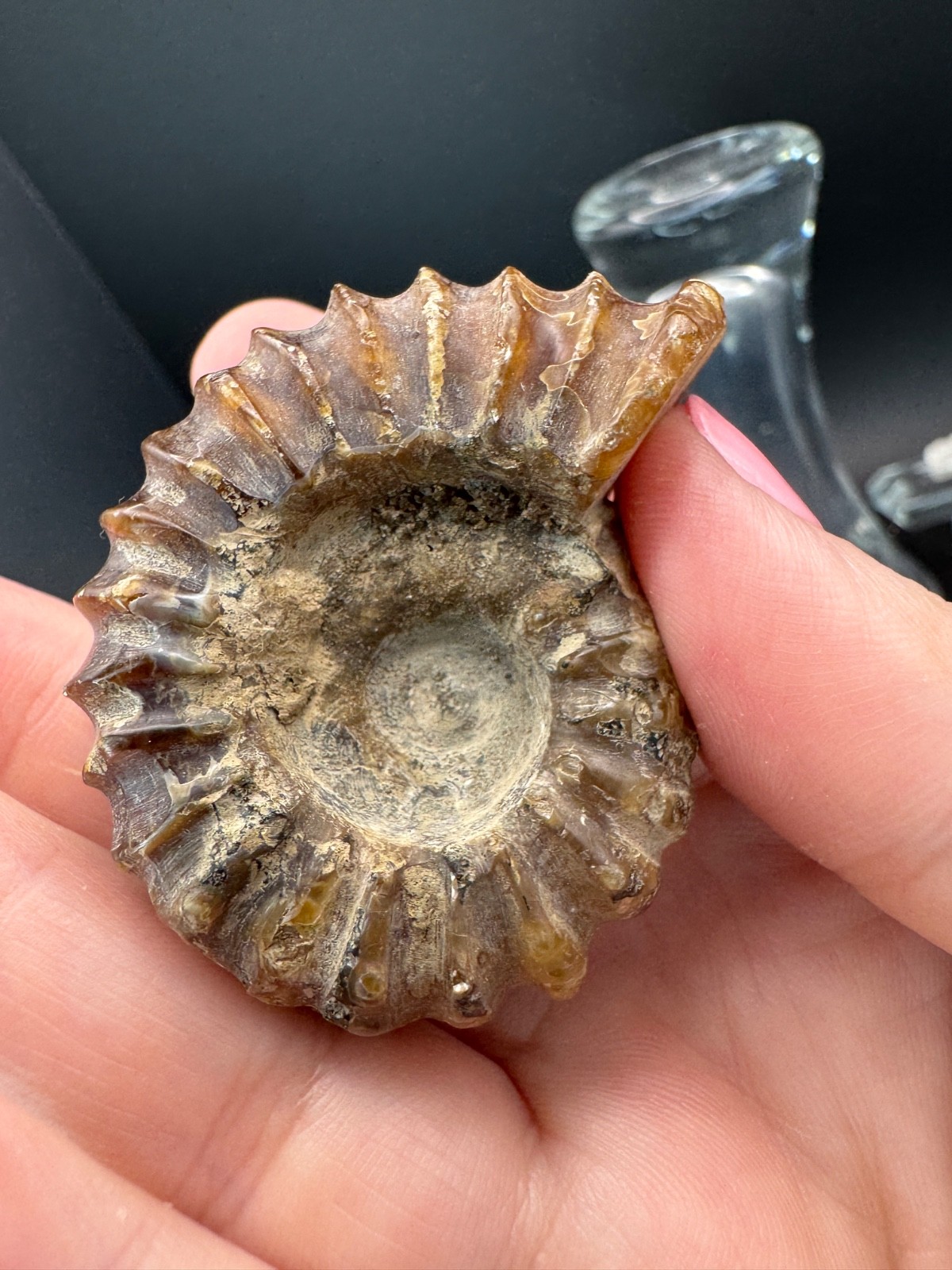 6221 Ribbed Ammonite Fossil with Nice Pattern Madagascar 54g