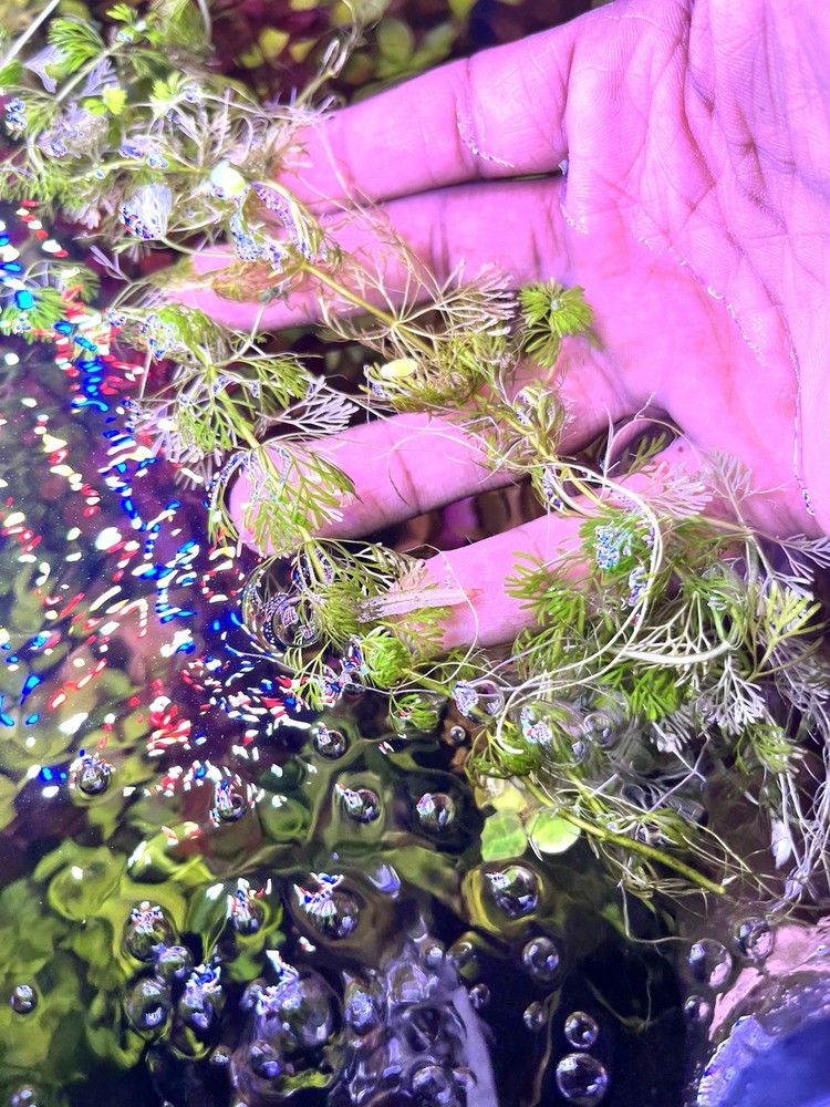 Aquatic Plants
