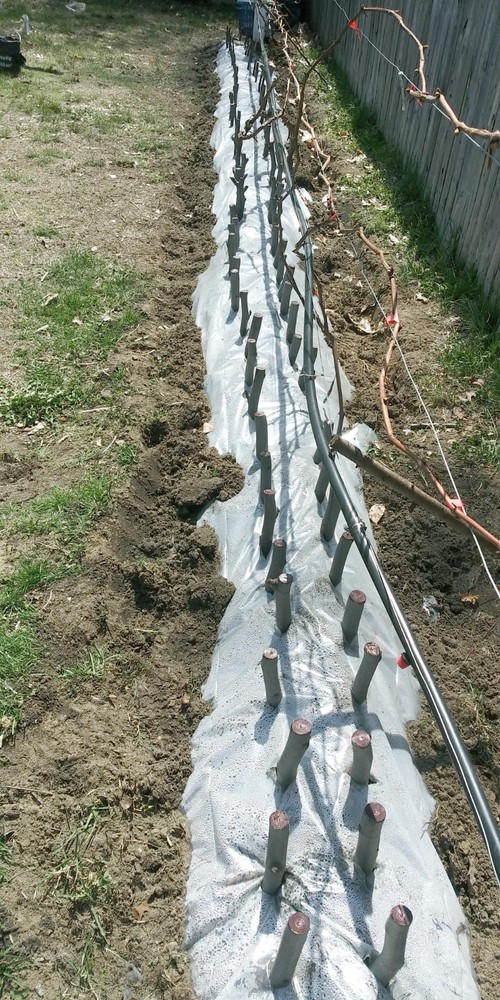 WHITE MADEIRA FIG TREE - 1 Bare root 2 years old