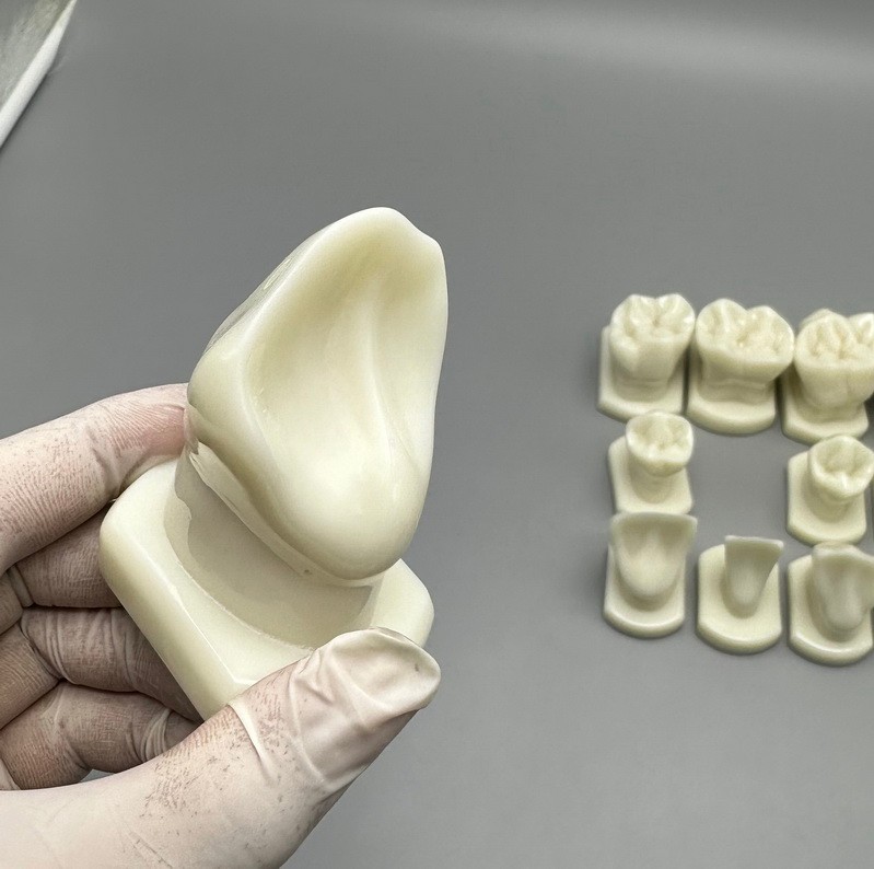 Dental Teeth Form Models Orthodontic Typodont Model Lab Teaching Tooth Study 12x