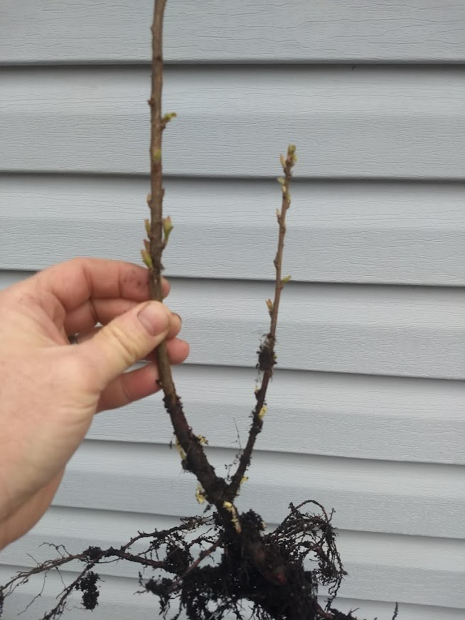 1 DORMANT Nanking White sweet bush cherry plant. Zones 2-7. Not self-pollinating