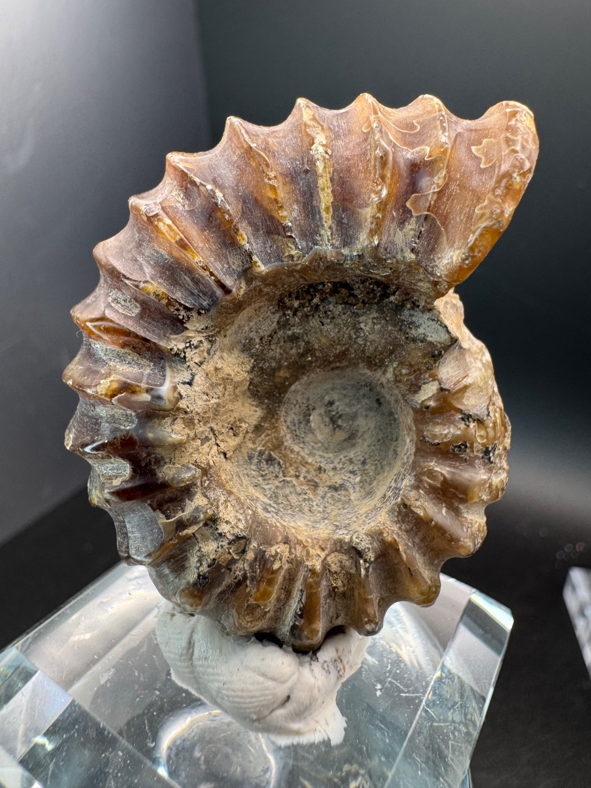 6221 Ribbed Ammonite Fossil with Nice Pattern Madagascar 54g