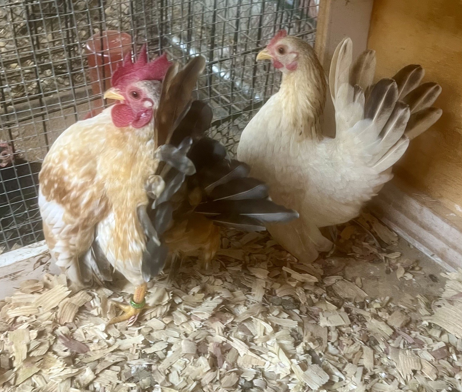 Small/Micro SERAMA Eggs One dozen Eggs