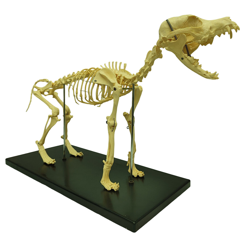 Canine Skeleton model Standard Size Dog Display Lab Study Veterinary Teaching