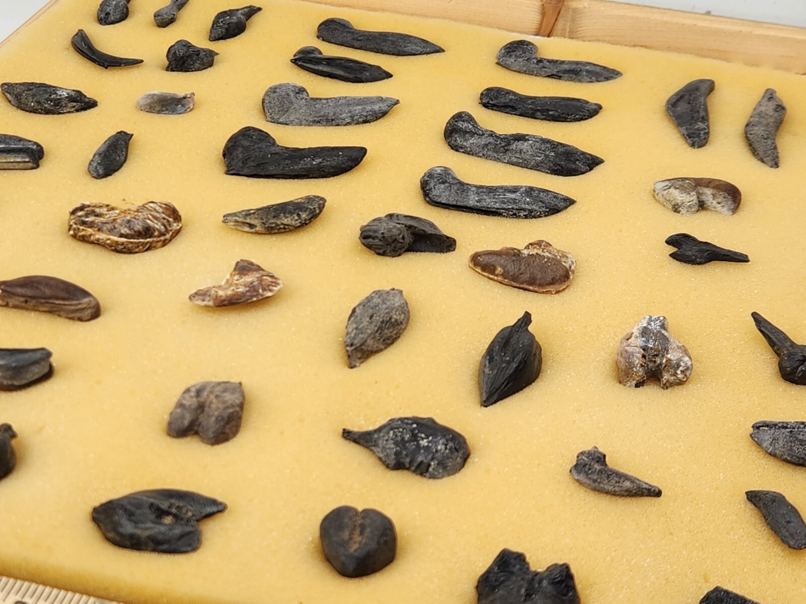 Fish Swim Bladder Fossil - Florida - 1 Per Purchase