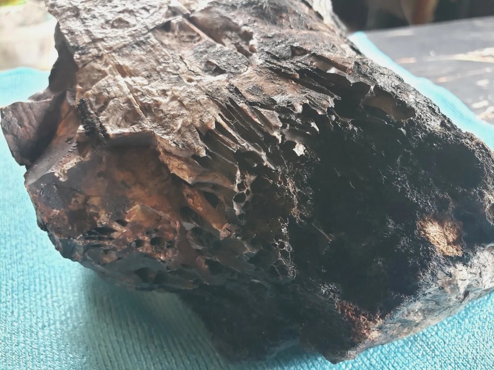 Agatized Opalized Petrified Oregon Fire-scorched Driftwood