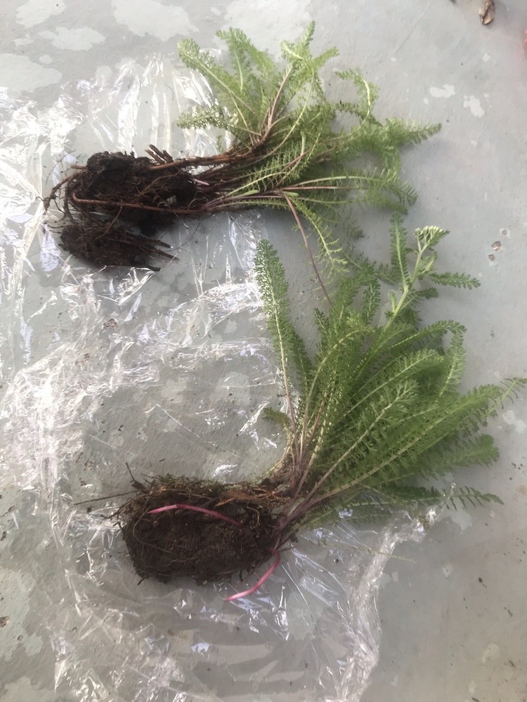 4 yarrow plants （two different colors）