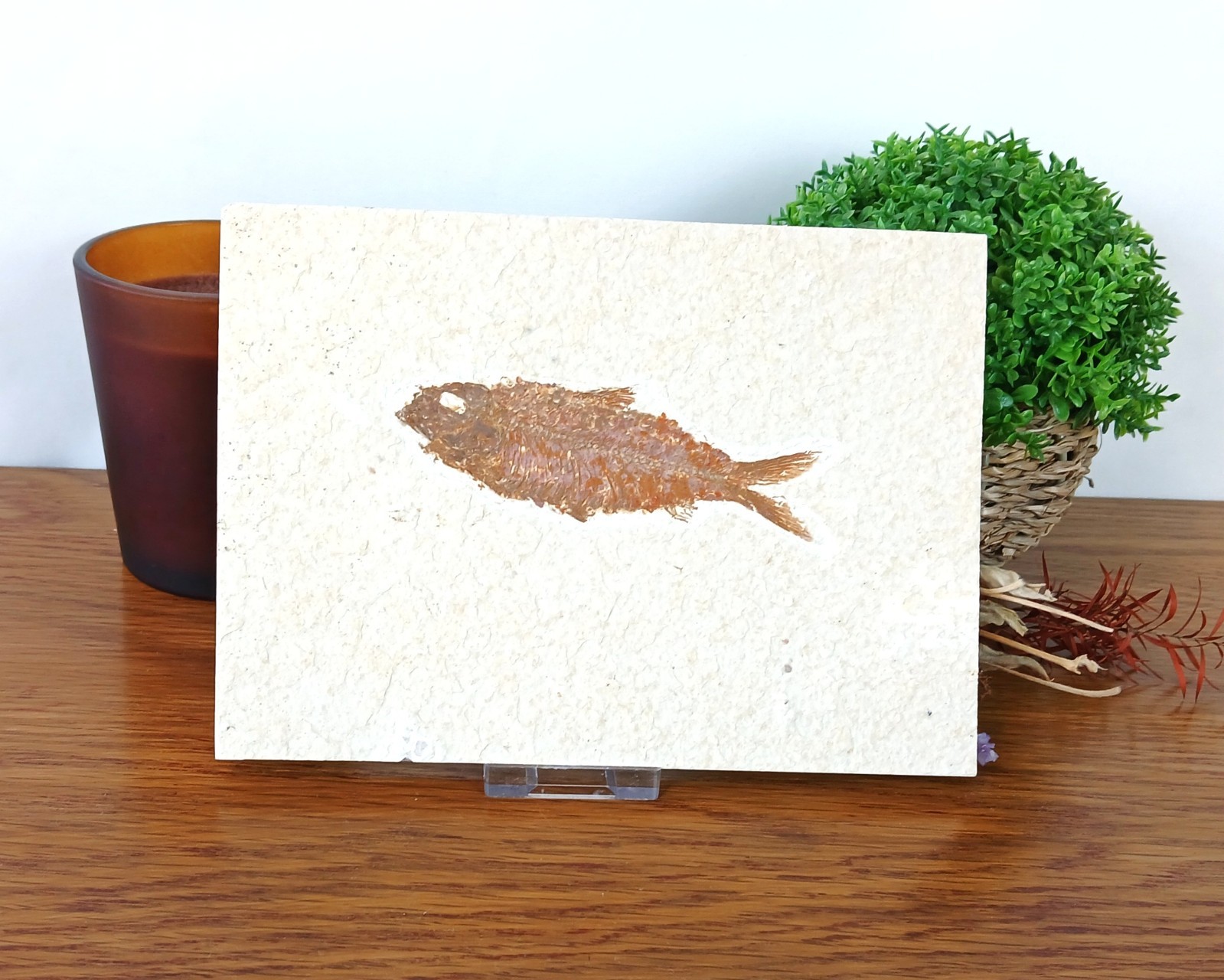 100% Genuine Knightia Alta Fish Fossil USA 180 x 130 x 10mm with Stand