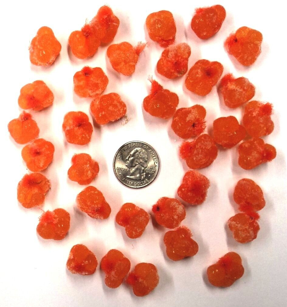 Orange Spawn Sacs, 36 ct, Harvested/Cured/Certified in MI, Fishing Bait #SS12VOR