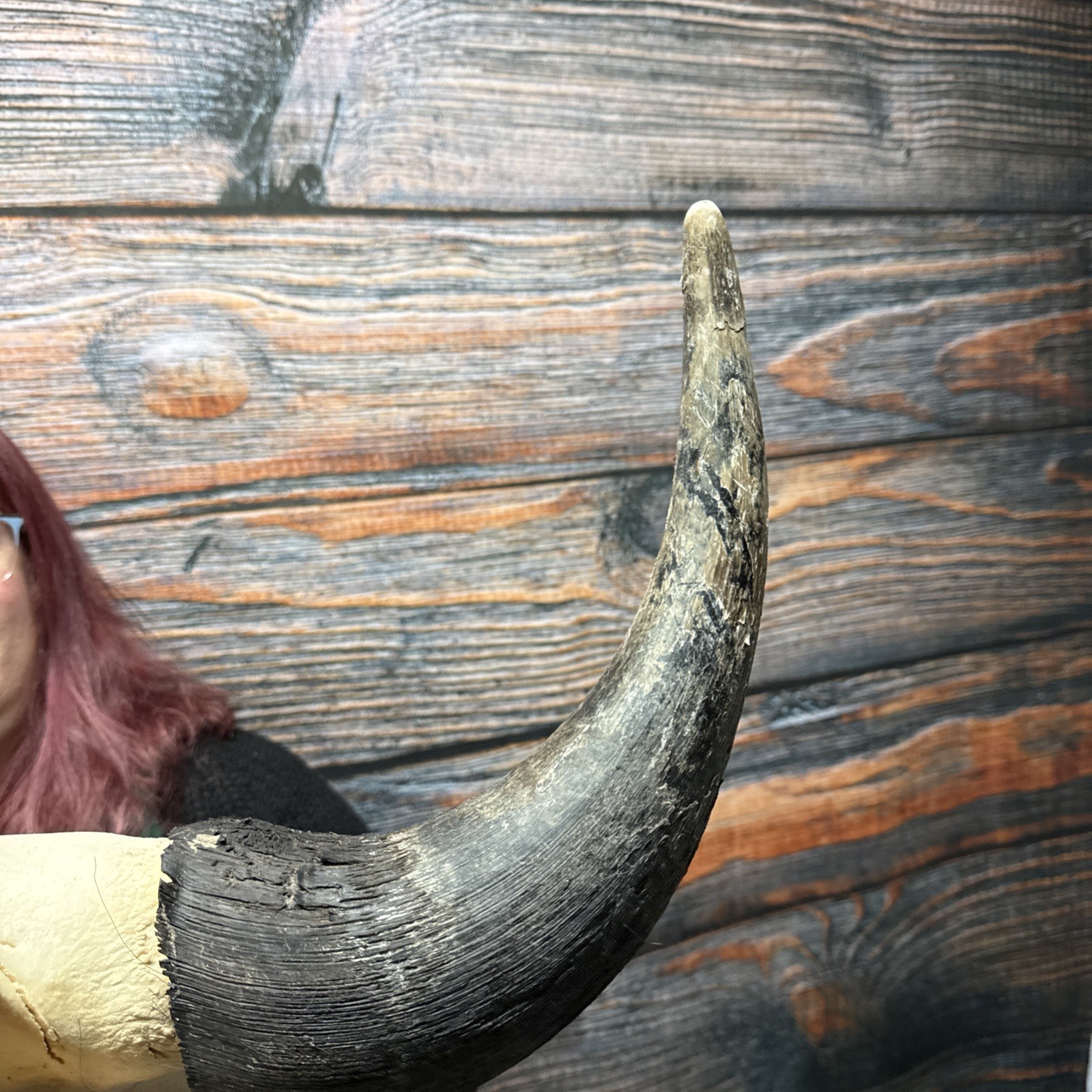 Real Trophy XL Bull Buffalo Bison Skull Horn Animal Mount Western Unique Cabin