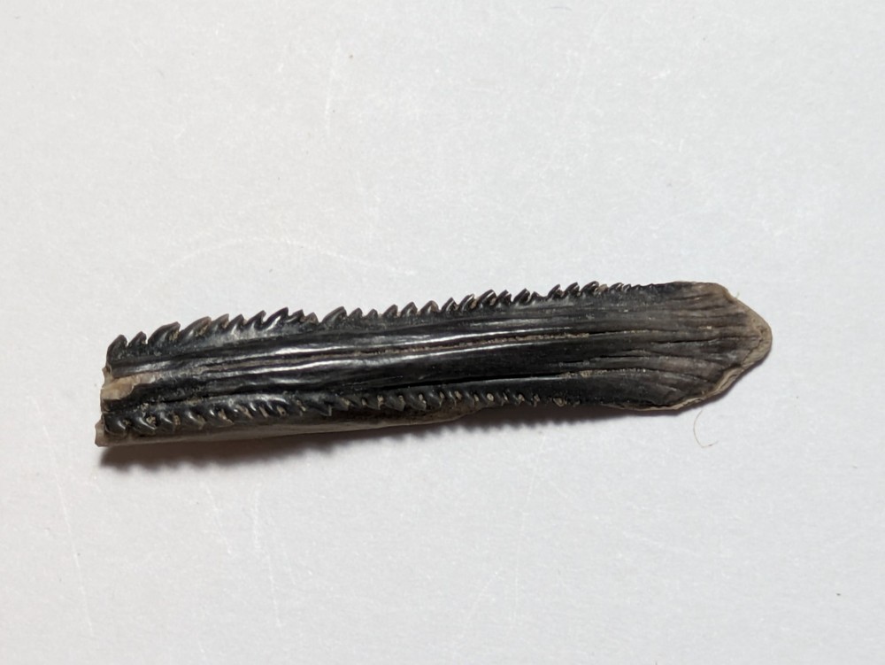 Fossilized Barb