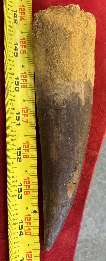 Authentic 6.75” Spinosaurus Tooth Fossil