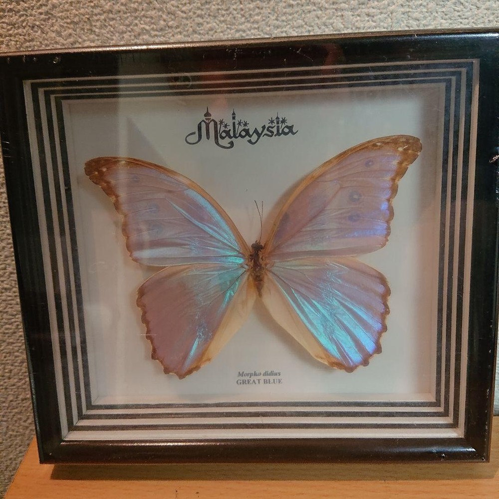 butterfly specimen Morpho didius