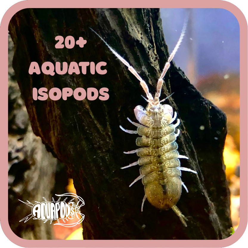 20+ Aquatic Isopods - Lirceus sp. - Freshwater Isopods