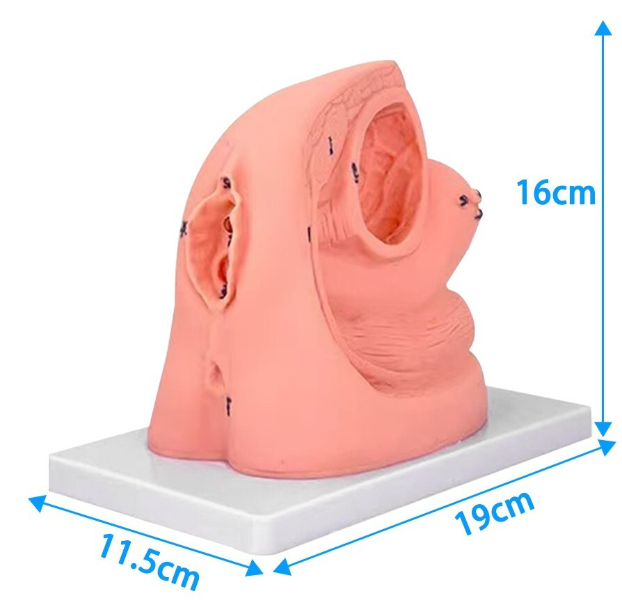 1PC Female Urethral Catheterization Training Simulator Model, Simplified Urinary