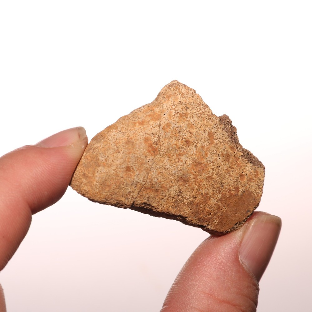 Triceratops Eppocipital Partial - Dinosaur Bone Hell Creek Formation Cretaceous