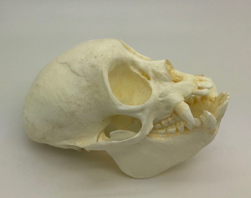 Red-Faced Uakari skull REPLICA
