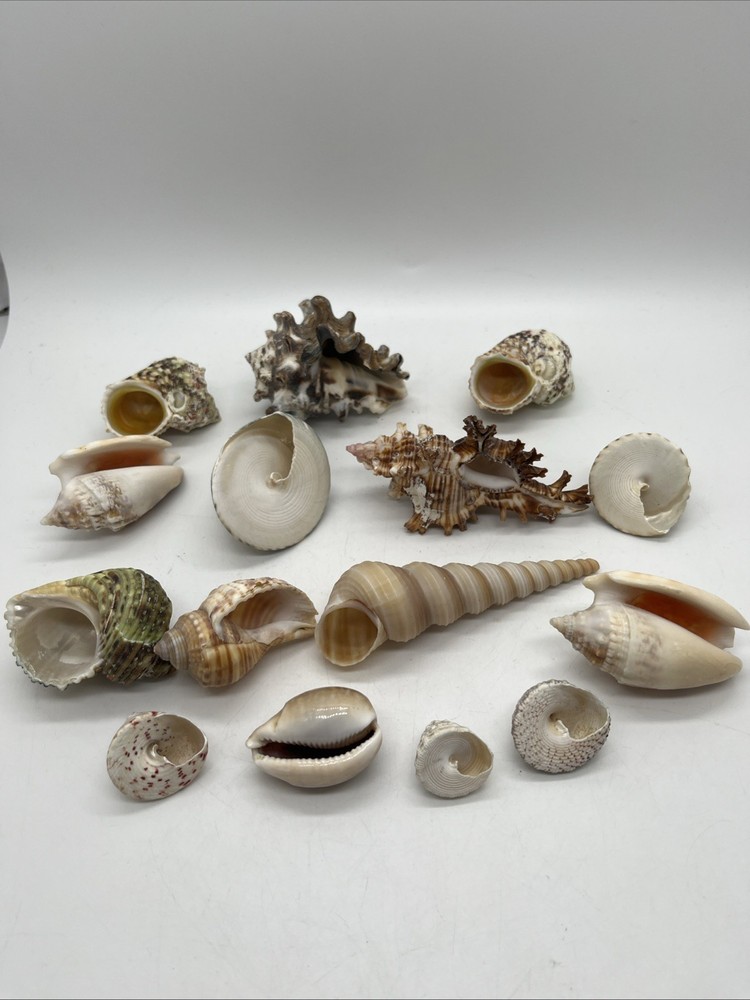 Assorted Sea Shells Lot Of 15 Mixed Sizes