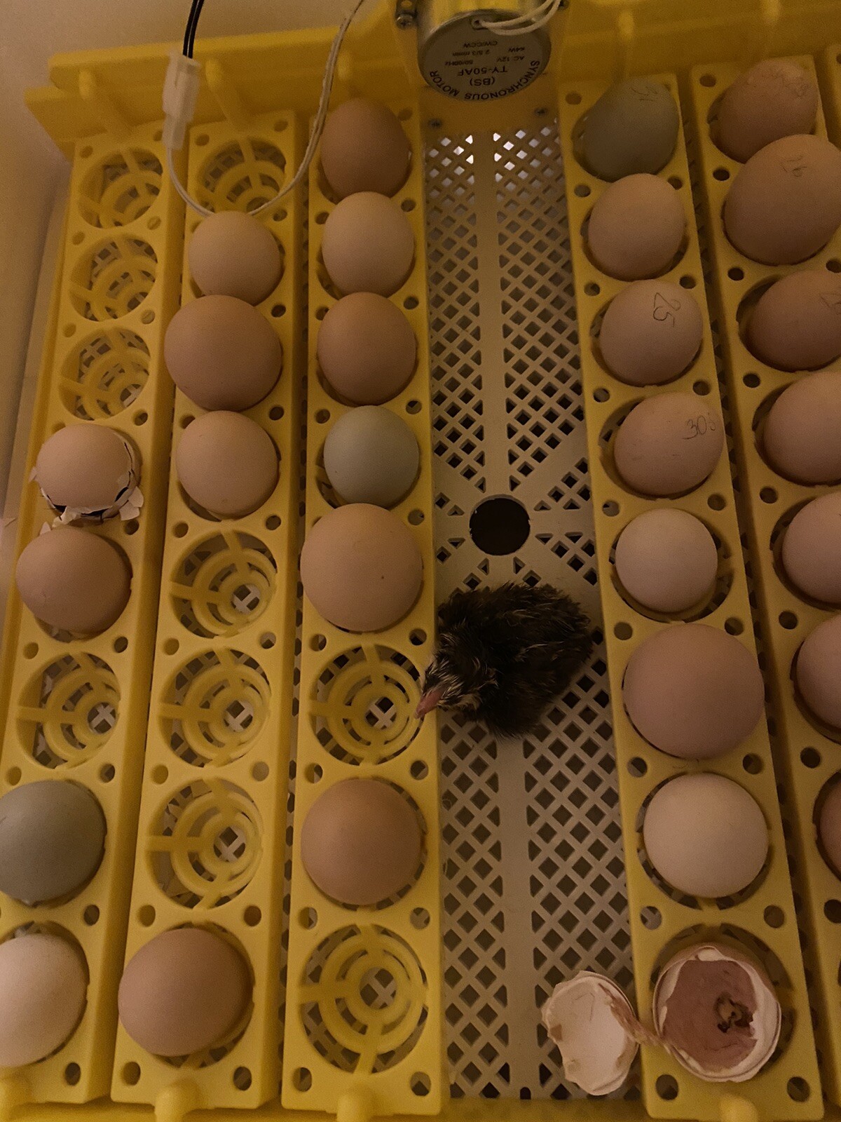 12+ Rare Breed Chicken Hatching Eggs Orpington, Wyandotte, Sweddish Flower