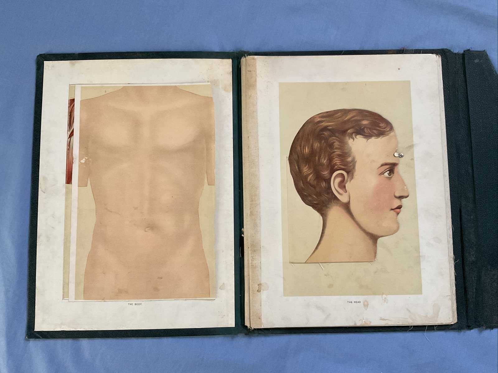 Antique Medical Anatomy Book Embalmer Anatomy Book Binder 1903