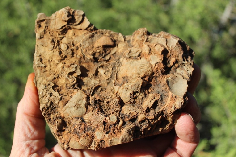 RARE Locality - Superb Display Specimen - Brachiopod/Shell Fossil - DEVONIAN