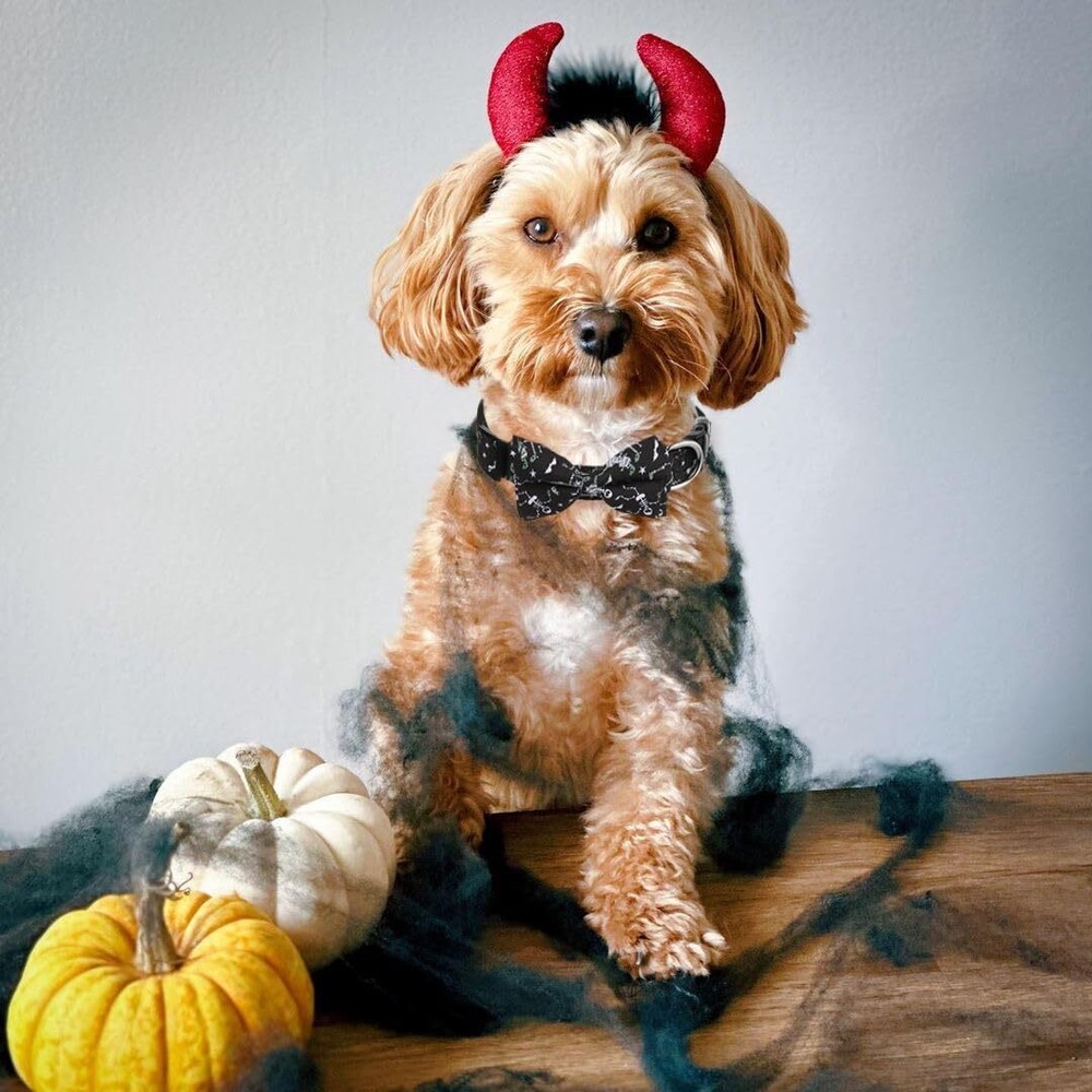 Halloween Dog Bow Tie Collar 2 Pack Quick Release Spooky Collar for Medium Si...